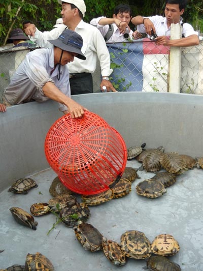 Rùa tai đỏ được giết và trữ đông lạnh - 1