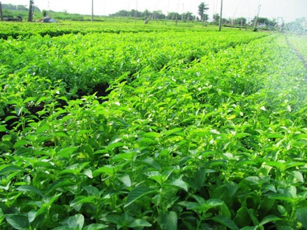 Ngọc Lãng biếc xanh - 2 Ngọc Lãng biếc xanh - 2