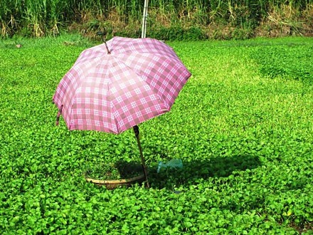 Ngọc Lãng biếc xanh - 4 Ngọc Lãng biếc xanh - 4