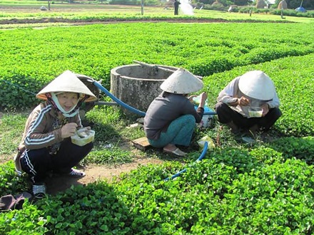 Ngọc Lãng biếc xanh - 5 Ngọc Lãng biếc xanh - 5