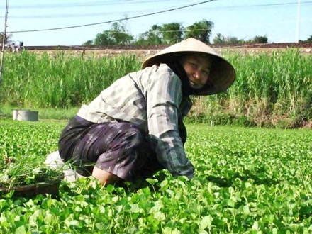Ngọc Lãng biếc xanh - 6 Ngọc Lãng biếc xanh - 6