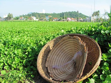 Ngọc Lãng biếc xanh - 1 Ngọc Lãng biếc xanh - 1