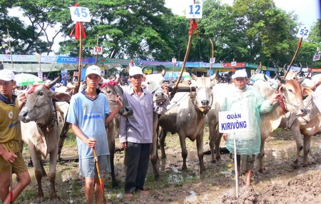 Đặc sắc giải đua bò Bảy Núi lần thứ 19 - 2 Đặc sắc giải đua bò Bảy Núi lần thứ 19 - 2