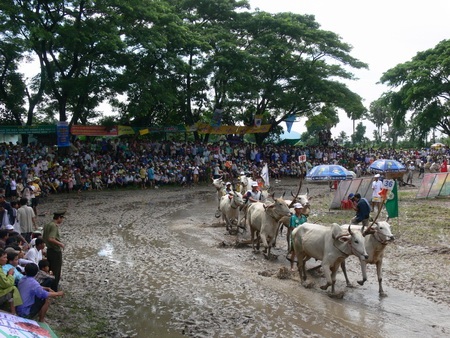 Đặc sắc giải đua bò Bảy Núi lần thứ 19 - 4