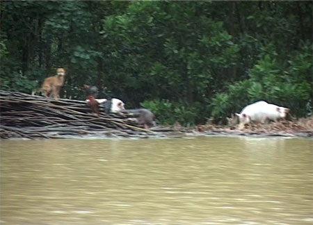 Những hình ảnh đầu tiên về “ốc đảo lũ” Tân Hóa - 10