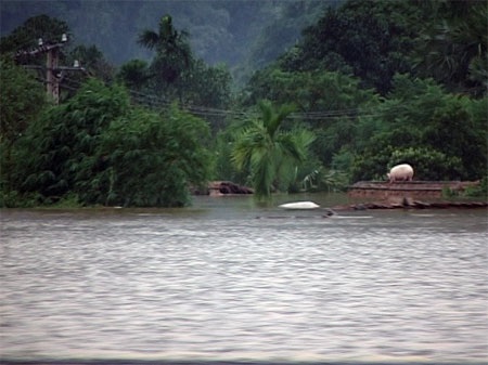 Những hình ảnh đầu tiên về “ốc đảo lũ” Tân Hóa - 11