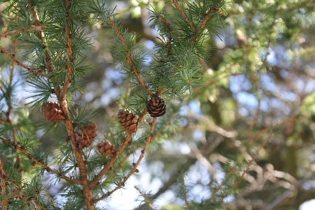 Xem Nokia N8 “so tài” chụp ảnh với Canon 550D  - 29