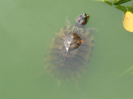 Lo lắng hồ Gươm thành “vương quốc” rùa tai đỏ - 1