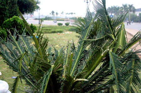 Mỹ Đình chìm trong "biển" rác sau đêm hội ngàn năm - 16 Mỹ Đình chìm trong "biển" rác sau đêm hội ngàn năm - 16