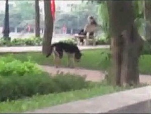 Tử vong do bệnh dại, sực nhớ chuyện “hộ khẩu” chó mèo - 1 Tử vong do bệnh dại, sực nhớ chuyện “hộ khẩu” chó mèo - 1