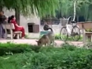 Tử vong do bệnh dại, sực nhớ chuyện “hộ khẩu” chó mèo - 2 Tử vong do bệnh dại, sực nhớ chuyện “hộ khẩu” chó mèo - 2