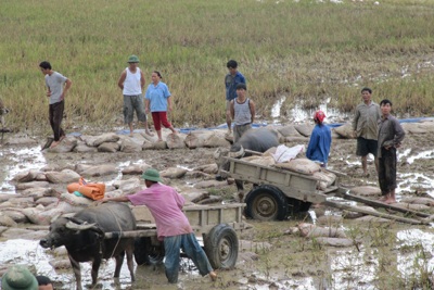 Xe chở hơn 70 tấn xi măng lật nhào xuống ruộng  - 3