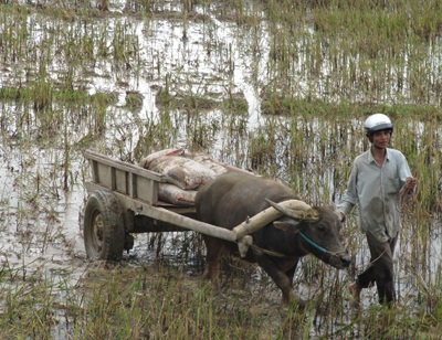 Xe chở hơn 70 tấn xi măng lật nhào xuống ruộng  - 4