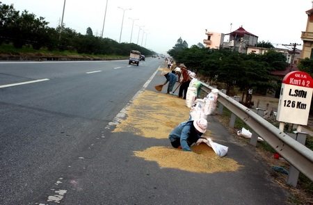 Quốc lộ 1A trở thành sân phơi thóc - 1