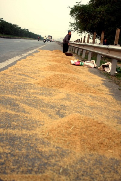 Quốc lộ 1A trở thành sân phơi thóc - 2