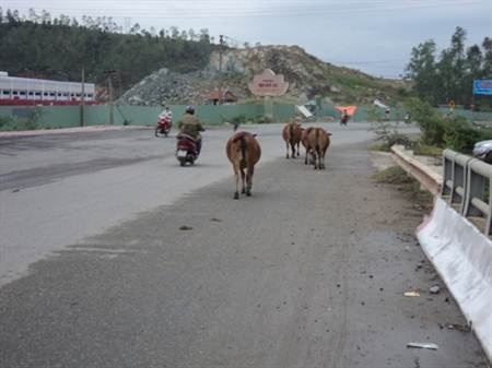 Bốn bánh cũng phải nhường… bốn chân - 1