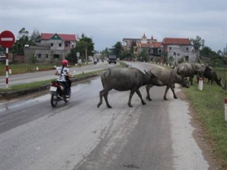 Bốn bánh cũng phải nhường… bốn chân - 2