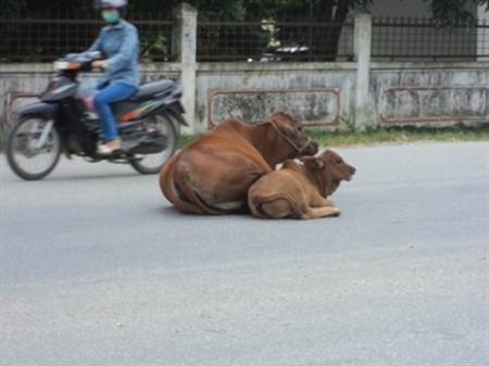 Bốn bánh cũng phải nhường… bốn chân - 3