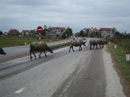 Bốn bánh cũng phải nhường… bốn chân - 4