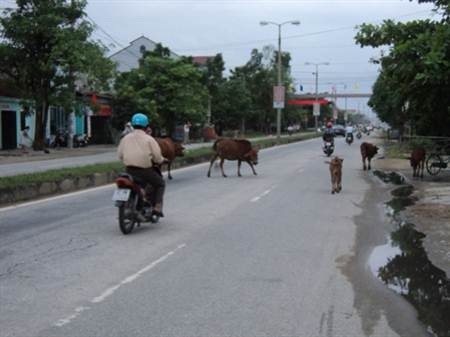 Bốn bánh cũng phải nhường… bốn chân - 5