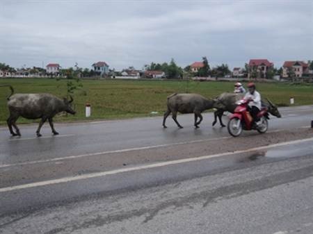 Bốn bánh cũng phải nhường… bốn chân - 6