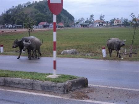 Bốn bánh cũng phải nhường… bốn chân - 8