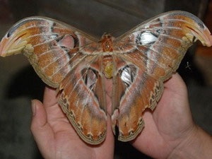 Phát hiện con bướm khổng lồ tại nhà dân - 1 Phát hiện con bướm khổng lồ tại nhà dân - 1