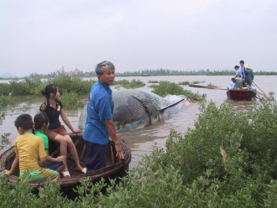 Kéo xác cá voi dài gần 10m vào bờ - 7