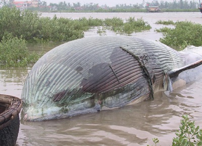 Kéo xác cá voi dài gần 10m vào bờ - 1