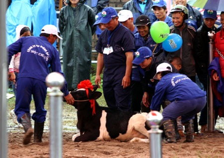 Độc đáo cuộc thi “Hoa hậu bò sữa” - 8 Độc đáo cuộc thi “Hoa hậu bò sữa” - 8
