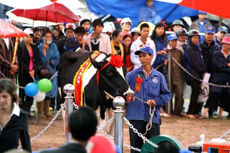 Độc đáo cuộc thi “Hoa hậu bò sữa” - 6 Độc đáo cuộc thi “Hoa hậu bò sữa” - 6