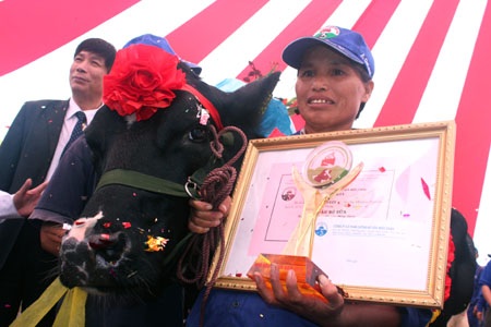 Độc đáo cuộc thi “Hoa hậu bò sữa” - 9 Độc đáo cuộc thi “Hoa hậu bò sữa” - 9