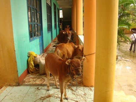 Hàng vạn dân chạy lũ trong đêm - 7