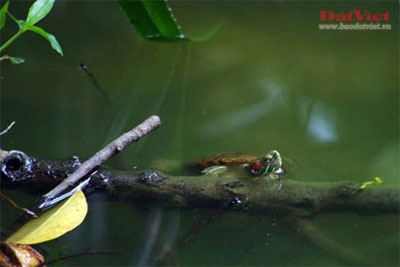 Cuộc “xâm lăng” Hồ Gươm của rùa tai đỏ  - 1