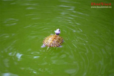 Cuộc “xâm lăng” Hồ Gươm của rùa tai đỏ  - 2