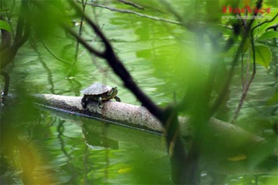 Cuộc “xâm lăng” Hồ Gươm của rùa tai đỏ  - 3
