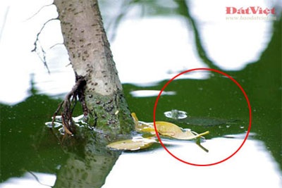 Cuộc “xâm lăng” Hồ Gươm của rùa tai đỏ  - 5