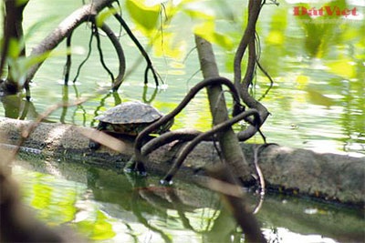 Cuộc “xâm lăng” Hồ Gươm của rùa tai đỏ  - 6