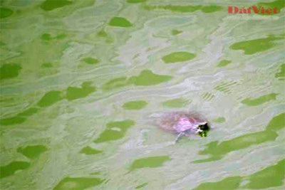 Cuộc “xâm lăng” Hồ Gươm của rùa tai đỏ  - 7