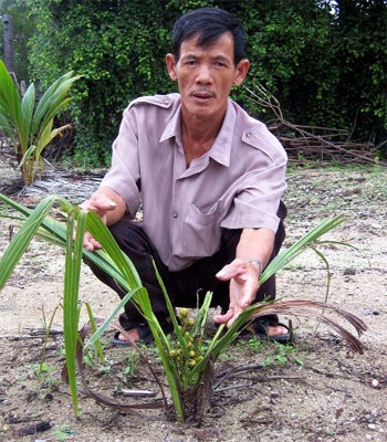 Phú Yên: Dừa “tí hon” ra buồng 18 trái - 1 Phú Yên: Dừa “tí hon” ra buồng 18 trái - 1