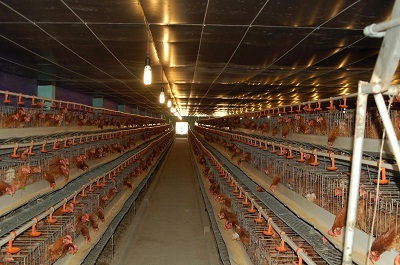 Nông dân “sướng” vì máy phát điện chạy bằng biogas  - 1