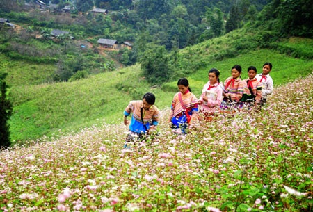 Chùm ảnh Tây Bắc lộng lẫy mùa hoa tam giác mạch - 1