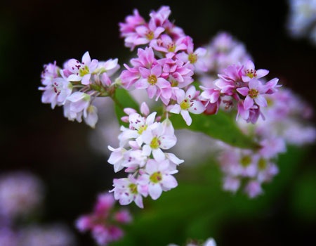 Chùm ảnh Tây Bắc lộng lẫy mùa hoa tam giác mạch - 5