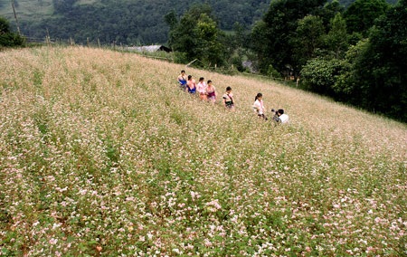 Chùm ảnh Tây Bắc lộng lẫy mùa hoa tam giác mạch - 6