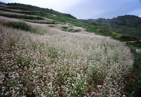 Chùm ảnh Tây Bắc lộng lẫy mùa hoa tam giác mạch - 8