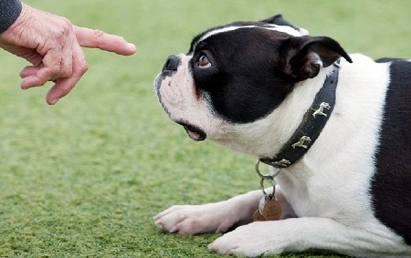 Con chó điếc nổi tiếng nhất nước Anh - 2 Con chó điếc nổi tiếng nhất nước Anh - 2