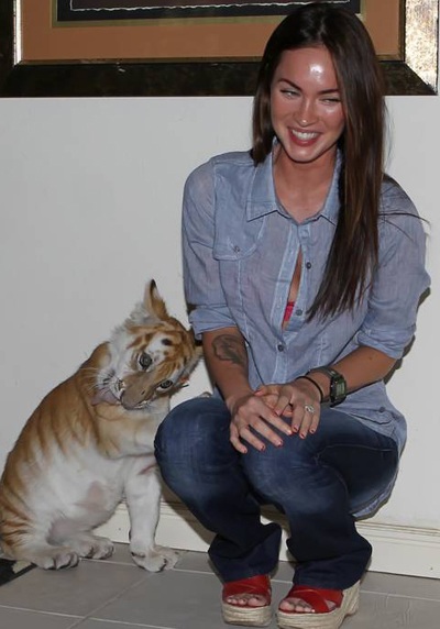 Megan Fox chơi với hổ - 12 Megan Fox chơi với hổ - 12