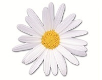 Hoa Cúc: Vị thuốc không thể thiếu trong tủ thuốc gia đình - 3