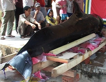 Cá voi Chuông 3,5 tạ trôi dạt vào bờ biển - 1