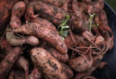 Đệ nhất phu nhân Mỹ thu hoạch khoai - 17